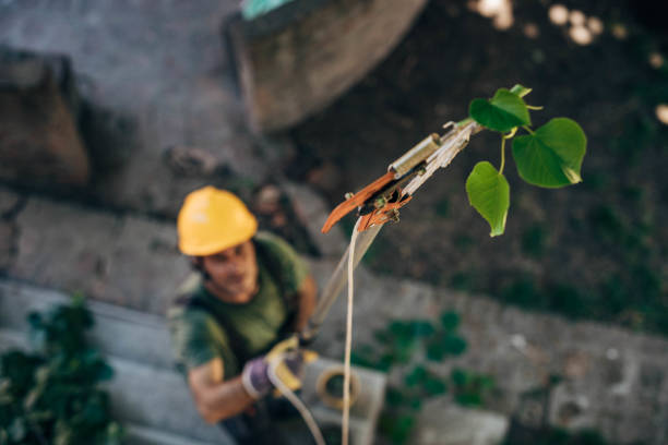 The Steps Involved in Our Tree Care Process in Ville Platte, LA